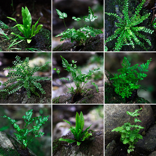 蕨类植物微小景观水陆雨林缸假山造景绿植生态DIY材料耐阴湿观 叶