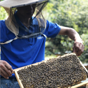 武功山 王源黄氏土蜂蜜 农家自产成熟百花蜜 深山蜂蜜 纯天然蜂蜜