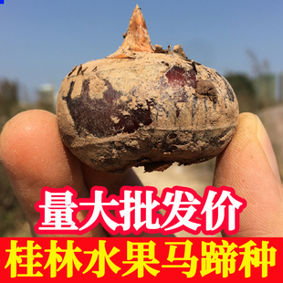 正宗广西桂林荔浦马蹄种子高产脆甜无渣多汁水果型荸荠种植苗新鲜