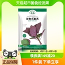 寿禾双色鸟紫苏种子蔬菜种籽10g孑菜种菜籽可食用四季 苏子籽种