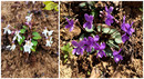 紫花地丁 如意草苗多年生时令草本花卉趣味植物盆栽耐寒 白花地丁