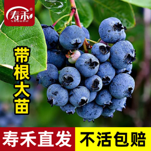 蓝莓树果苗树苗盆栽苗南方北方种植果树l25f6优瑞卡蓝莓苗樱桃苖