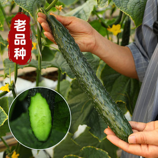 老品种高产大黄瓜种子种籽苗四季 孑籽种黄爪 绿瓤绿心秧苗青瓜春季