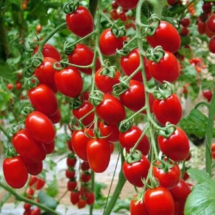 瀑布小番茄种子千禧樱桃西红柿圣女果种籽苗四季 播黄蔬菜种孑水果