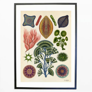 复古植物主题装 Katie 3张包 邮 饰画 Botanicum Scott 伦敦插画家