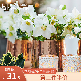 BP花卉铁筷子盆栽1加仑圣诞玫瑰新品 耐寒好养庭院阳台开花植物