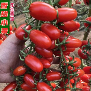 香甜水果小番茄种子樱桃圣女果西红柿春季 阳台菜园蔬菜种籽孑 四季