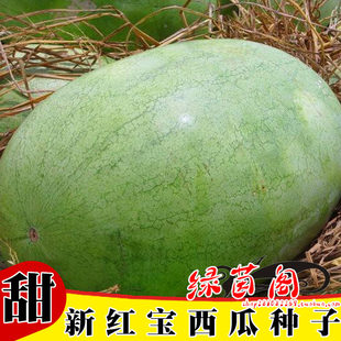 新红宝西瓜种籽绿皮大果少籽含糖量高春季 巨型懒汉水果种子孑 四季