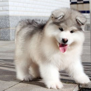 阿拉斯加幼犬纯种活体 哈士奇金毛拉布拉多萨摩耶雪橇犬宠物狗狗