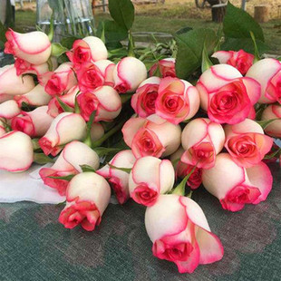 香水艾莎玫瑰月季 带花苞 开花 花苗盆栽 阳台庭院花卉植物 四季