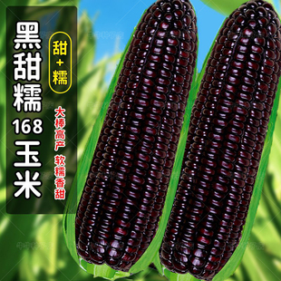 黑甜糯168玉米种子黑玉米种籽孑大全非转基因春四季 高产特大耐旱