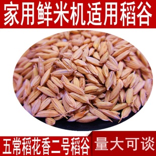 黑龙江23年新五常稻花香二号水稻带壳大米家用稻谷农家粳稻子500g