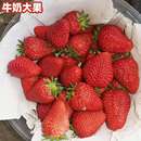 草莓肥料草莓苗肥料缓释肥通用家庭种植适用草莓罐装 肥料其他