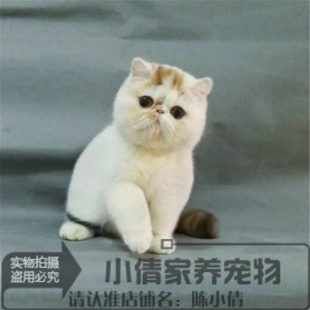 猫咪活体加菲猫活体猫咪纯种宠物猫异国短毛猫家养加菲猫幼猫x