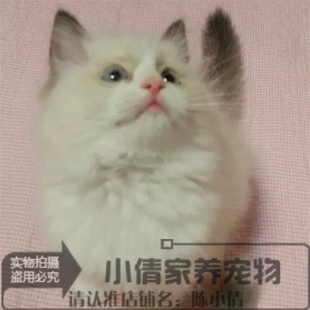 出售灭国布偶猫幼猫活体纯种布偶猫布偶猫双色宠物猫家养 包邮
