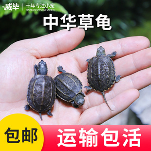 中华草龟活体小乌龟活物外塘长寿龟宠物观赏龟水金线龟墨龟草龟苗