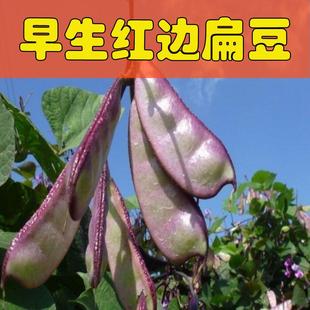 红扁豆种孑刀豆种子紫梅红边峨眉豆角种籽大全架豆瓜果蔬菜籽大全