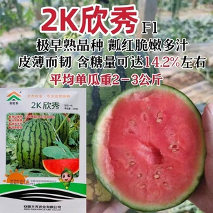 2K欣秀西瓜种子特甜礼品西瓜种子红瓤皮薄韧性好糖分高极早熟西瓜