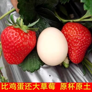 草莓苗盆栽带土食用奶油红颜四季 草莓苗盆栽食用带果带花阳台种植