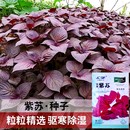紫苏种子种籽孑种苗盆栽可食用籽种四季 种植耐旱野菜蔬菜紫叶苏子