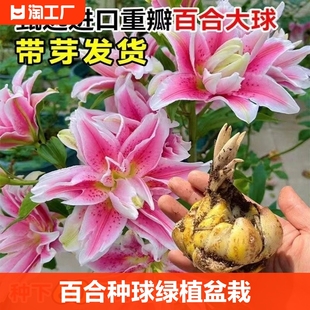 百合种球花种子花玫瑰香水亚洲百合郁金香风信子水培套装 花卉盆栽