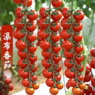 瀑布番茄种子四季 千禧籽阳台盆栽蔬菜种孑小西红柿苗 圣女果春季