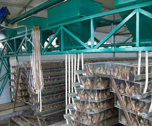 新款 全自动上料机配件阶梯四层蛋鸡笼自动化养殖设备A字形生产定