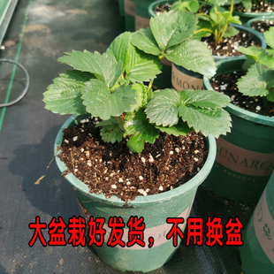 大盆栽草莓苗四季 阳台室内带花食用大盆带土红颜奶油白天使草莓秧