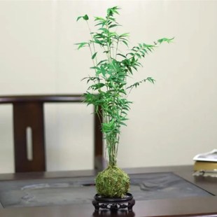 南夏园艺 可水J培土培室内绿植桌面花卉 苔藓观音竹米竹
