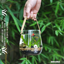 小型客厅鱼缸生态瓶微景观造景斗鱼瓶玻璃水族桌面创意观赏免换水