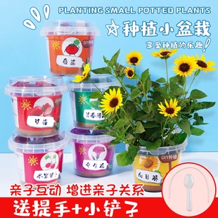 儿童罐头种植小盆栽礼物栽培桌面迷你绿植草莓向日葵种子创意盲盒