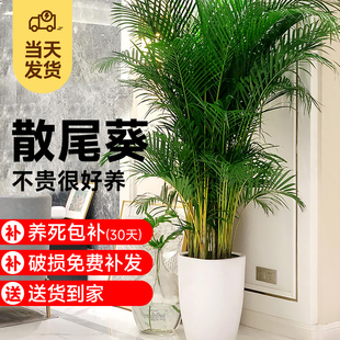 散尾葵室内植物盆栽客厅大型绿植富贵椰子四季 常青新房用吸除甲醛