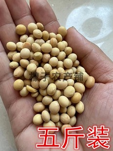 2023年新小粒黄豆5斤装 农家自种非转基因黄豆打豆浆发豆芽