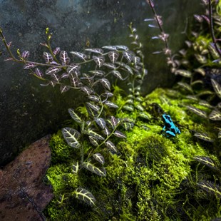 南美厄瓜多尔雨林茄科爬藤 热带造景缸微景观观叶藤蔓植物热植