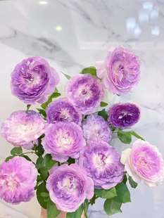 玫瑰半岛 蓝月石 日本河本蓝紫色系柠檬香多头短枝开花玫瑰月季