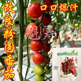 改良粉圆樱桃番茄种子籽超甜圣女果水果小西红柿种苗四季 蔬菜秧苗