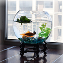 客厅小型圆球水培玻璃花瓶透明金鱼缸绿萝水养植物花盆特大号摆件