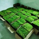 苔藓 植物鲜活日式 大灰藓盆栽铺面假山绿化 庭院 园林绿化微景观