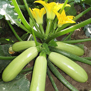 西葫芦瓜种籽站瓜北瓜小南瓜种孑盆栽菜园抗热耐寒高产型蔬菜种子