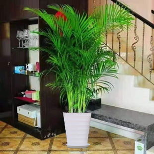 散尾葵盆栽富贵椰子凤尾竹室内大型植物花卉吸甲醛加湿办公室绿植