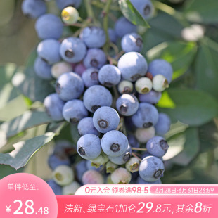 海蒂 蓝莓树果苗盆栽带花苞南北方栽种蓝莓苗水果阳台植物 花园