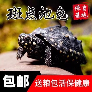 斑点龟满天星龟黑池龟星点龟深水吃粪龟鱼缸清洁宠物龟活体观赏龟