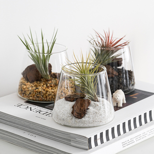 桌面小盆栽空气凤梨植物办公室微景观生态创意绿植创意室内植物