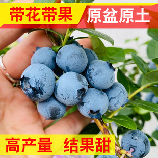 蓝莓树果苗蓝莓树蓝莓苗南方种植蓝莓树果苗北方蓝苺树苗带果盆栽