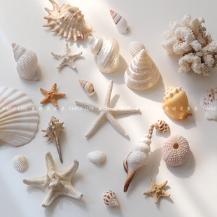 ins风天然蘑菇珊瑚贝壳海星海螺摆件饰品展示垫民宿装 饰拍照道具