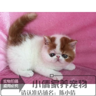 赛级出售加菲猫宠物猫咪异国短毛猫纯种活体加菲猫幼猫活体弟弟x