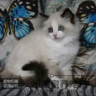 布偶猫幼猫纯种布偶宠物猫活体布偶猫纯种宠物猫重点色双色布偶x