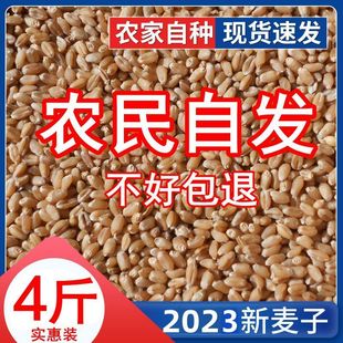 4斤小麦粒食用新麦子粒带皮生麦子种发芽苗草种子榨麦汁酿酒磨面