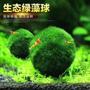 绿藻球小鱼缸水族箱造景装 饰真水草水生植物活体前景草水草藻球