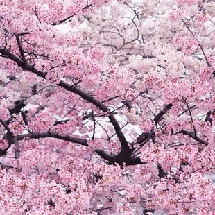 日本樱花树苗庭院大型小苗盆栽地栽四季 南北方种植风景树绿化树苗